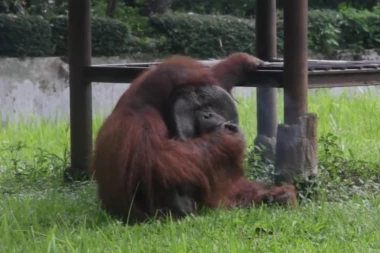 (VIDEO) ZABRANJENA! Ova Božićna reklama je opomena za ceo svet