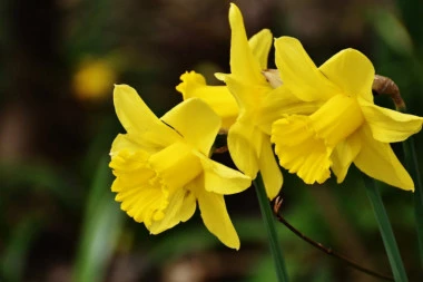 Naučnici otkrili: RASTE U SVAKOJ BAŠTI, A LEČI RAK?!