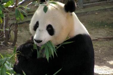 BRAVO! Kina gradi rezervat za pande!