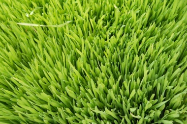 Žita će biti dovoljno i za komšije