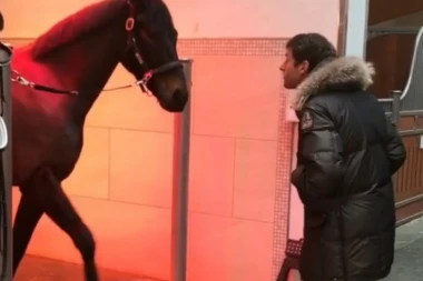 DON JUP: Fudbaler Bajerna nazvao konja po svom treneru