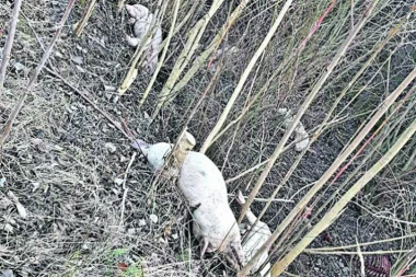 Lešine svinja pokraj puta