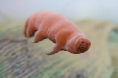 MOŽE DA PREŽIVI OTVOREN SVEMIR: Ovo biće je skoro neuništivo!