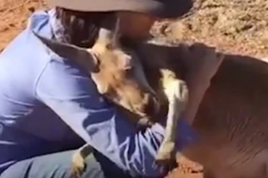 (VIDEO) DUŠA PREDIVNA: Ovaj kengur grli sve redom!