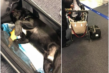 (UZNEMIRUJUĆ SADRŽAJ) UŽAS I TUGA: NEDUŽNO ŠTENE UGINULO TOKOM LETA ZBOG STJUARDESE!