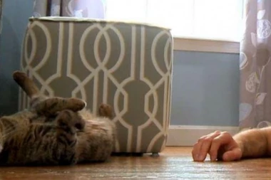 (VIDEO) Pretvarao se da umire samo da bi video reakciju svoje mačke