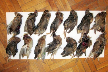 (FOTO) STOP KRIVOLOVU! Ornitolozi Srbije i Hrvatske ujedinjeni u zaštiti ptica selica