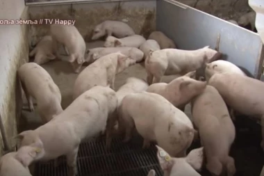 Svinje opet izgrizle mrtvog čoveka - pojele mu LICE, ŠAKE I POLNI ORGAN!