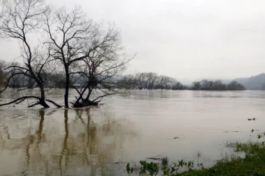 CRNA OTROVNA MRLJA PLOVI KA NAMA IZ HRVATSKE: Srbija je u pripravnosti!