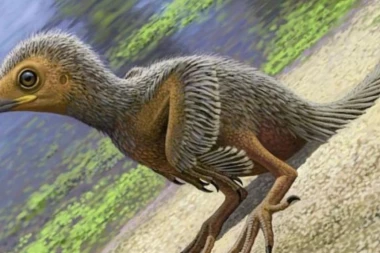 Evo kako su živele ptice za vreme dinosaurusa