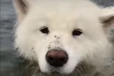 (VIDEO) UŽIVAJTE: Ovaj pas priča!