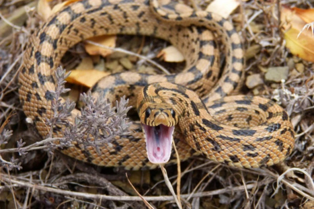 NEVEROVATAN RASPLET SLUČAJA: Čovek iz Bogatića jedva preživeo ujed ZMIJE, a sada mora da plati za to!