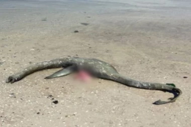 OTKRIVEN IDENTITET MISTERIOZNOG ČUDOVIŠTA IZ DŽORDŽIJE!