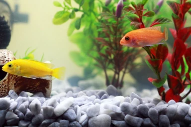 Želite ljubimca, ali nemate vremena za šetnje? PRAVI IZBOR ZA VAS SU RIBICE