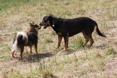 PANIKA U TRI NASELJA U BEOGRADU: Neko baca otrovnu hranu, zabrinuti vlasnici pasa, ali i roditelji za decu!