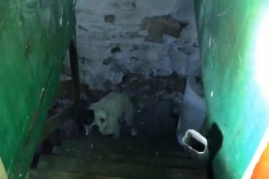 (VIDEO) Tek što su kupili kuću, a onda su u podrumu našli nešto što ih je zaprepastilo