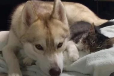 (VIDEO) ODUŠEVIĆETE SE: Ova mačka je jednostavno neverovatna!