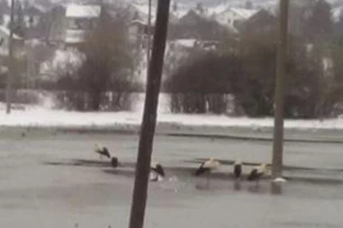 "Zamrznuto" jato roda kod Pirota