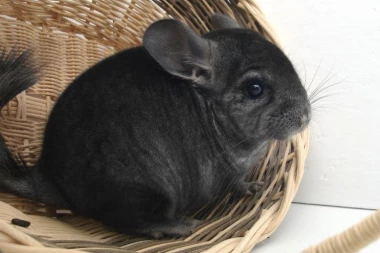 KRŠENJE ZAKONA koji štiti KRZNAŠICE: 6 farmi i dalje ubija?