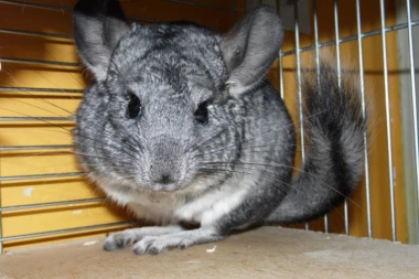 POTPIŠITE PETICIJU za spas životinja krznašica u Srbiji!