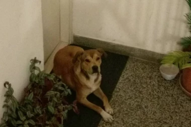 BUDIMO HUMANI: Tražimo dom za dobroćudnog Žuću