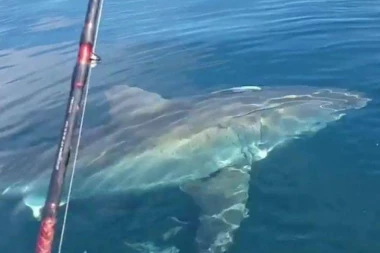 Budvanski ribari uočili AJKULU dugu 3 metra u Jadranu!