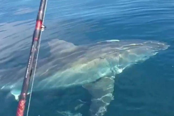 UŽASNO BIĆE PRONAĐENO U UTROBI AJKULE: Ribar uslikao MONSTRUMA, ceo svet se pita da li je ovo moguće (VIDEO)