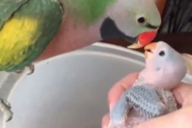 (VIDEO) Nećete verovati šta ovaj papagaj govori svojim bebama!