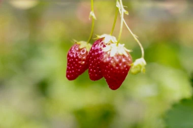 JAGODAMA PROTIV CRVENILA: Rešenja za osam najvećih letnjih problema