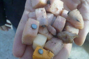 STRAVA I UŽAS NA SENJAKU: Monstrumi ostavljaju hranu za pse punu eksera!