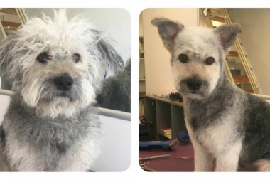 BESPLATNO ŠIŠANJE uličnih i napuštenih pasa