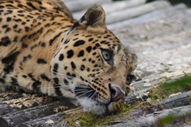 DIVLJE ŽIVOTINJE ZAMENILE DAN ZA NOĆ, A ZA TO SU KRIVI ONI!