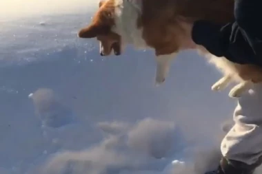 (VIDEO) ZALEDIĆETE SE U TRENUTKU: Vlasnica baca psa iz aviona!