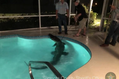 (FOTO, VIDEO) UHAPŠEN ALIGATOR-PROVALNIK? Razbio vrata i uleteo u porodični bazen!