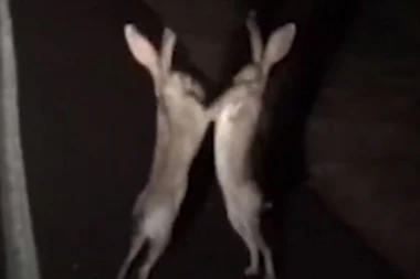 (VIDEO) Zečevi ne mogu da odluče ko će biti USKRŠNJI ZEKA, pa se POBILI!