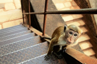 ŠOK! MAJMUN UKRAO BEBU IZ KUĆE: Telo pronađeno u bunaru!