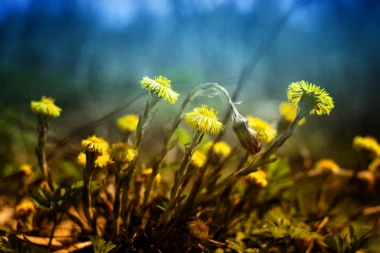 BESPLATNI MULTIVITAMIN KOJI MOŽETE DA NAĐETE NA LIVADI! Šolja soka od ove biljke obezbeđuje 112 odsto dnevnih potreba za vitaminom A!