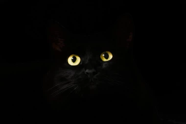 MAČKE DIŽU IZ MRTVIH I POTAPAJU BRODOVE! Ovo su najčudnija verovanja o njima