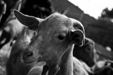 MORBIDNO! Silovao komšijinu kozu, kada su ga pitali zbog čega je to uradio - izustio je OGAVAN izgovor