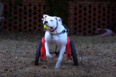 PSEĆA SREĆA NIKAD VEĆA: Pidžon posle saobraćajne nesreće PONOVO TRČI!