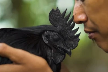 (VIDEO) Jeste li ikada čuli za CRNE KOKOŠKE!