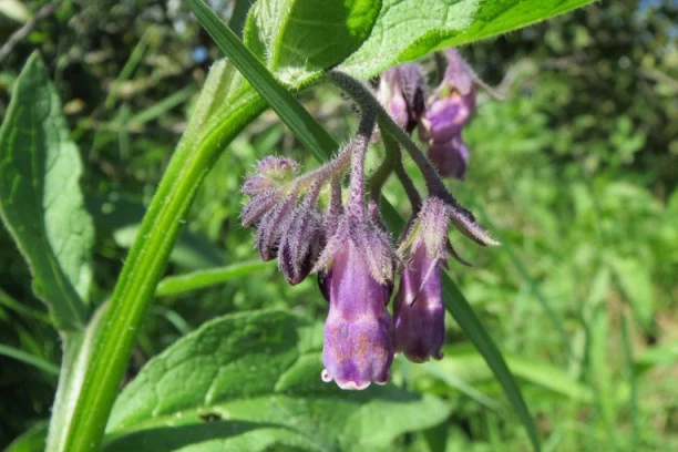 TRAVARKA MIRA SA SUVOBORA OTKRIVA KAKO DA SE NA PRIRODAN NAČIN LIŠITE SVAKE RANE! Gazimo po tome svaki dan!