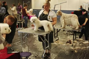 NE PROPUSTITE: Prvo nacionalno takmičenje u šišanju pasa