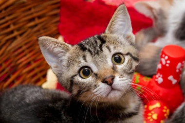 ZABLUDE O MAČKAMA: Ne dočekaju se uvek na noge i ne vole mleko!