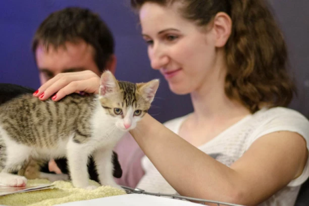 U novoj igraonici mačke gospodare, ali gde će da završe, odlučuju posetioci!