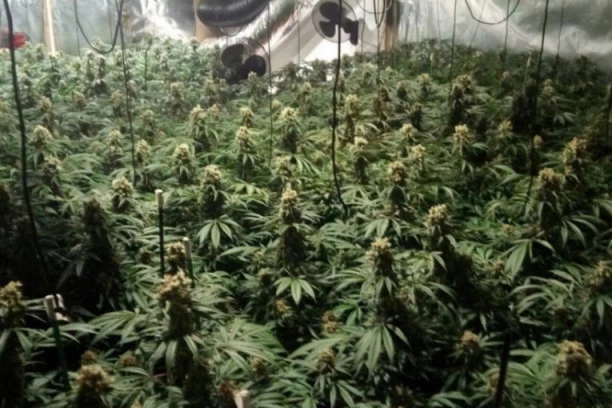 DIMIĆE SE ŠIROM PLANETE! UN aminovao: MARIHUANA VIŠE NE SPADA U DROGE