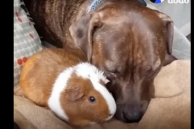 (VIDEO) LJUBAV NE ZNA ZA RAZLIKE: Pas i morsko prase koji će vas raznežiti!