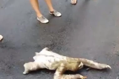 (VIDEO) DUŠA PRESLATKA: Lenjivac uradio nešto neočekivano i OSVOJIO INTERNET!