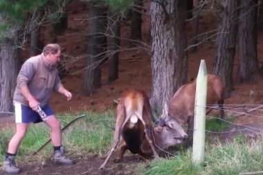 (VIDEO) DRAMATIČAN SNIMAK: Heroji spasli dva jelena iz STRAŠNE SITUACIJE!