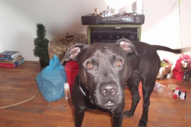 POMOZITE DA NAĐEMO KALI: Poslednji put viđena na Konjarniku